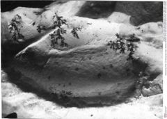 Historisches Foto von Decapoda indet. (lobster) (NHMW-AFW-GEO-BACHMAYER-FOTO-1990-0041-0208b)